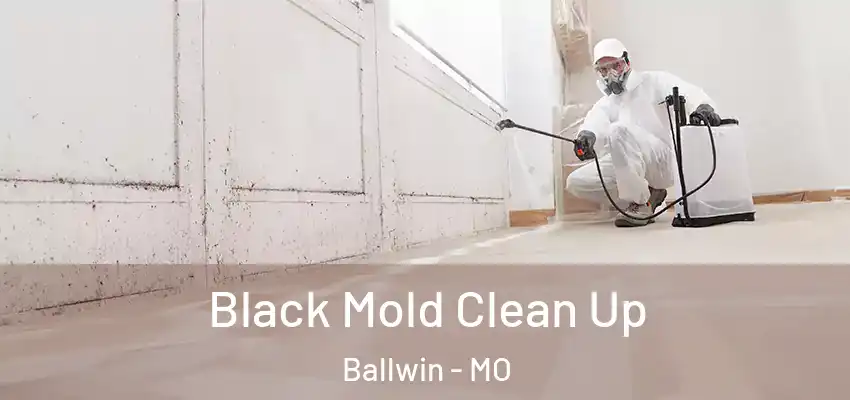  Black Mold Clean Up Ballwin - MO