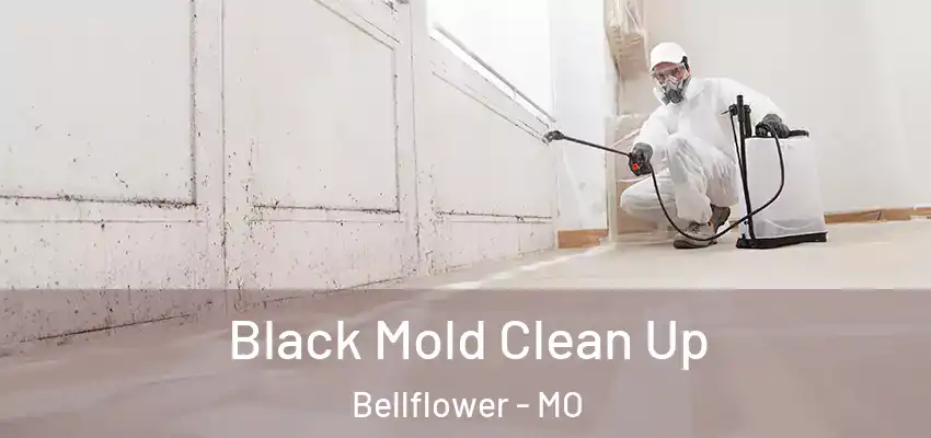  Black Mold Clean Up Bellflower - MO