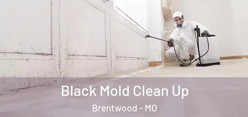  Black Mold Clean Up Brentwood - MO