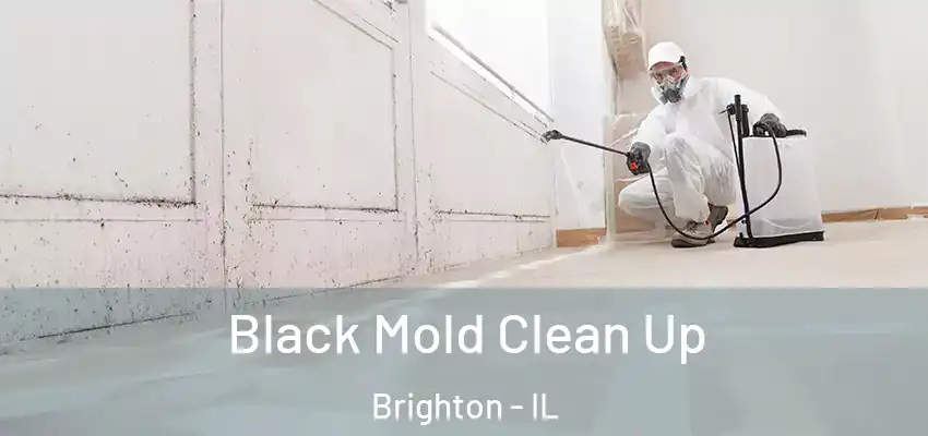  Black Mold Clean Up Brighton - IL