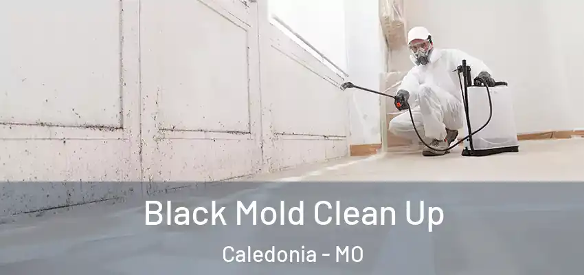  Black Mold Clean Up Caledonia - MO