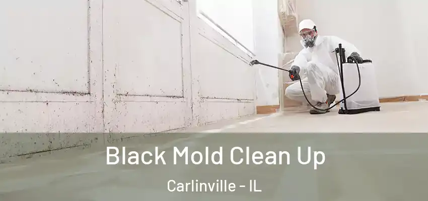 Black Mold Clean Up Carlinville - IL