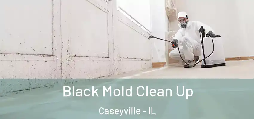  Black Mold Clean Up Caseyville - IL