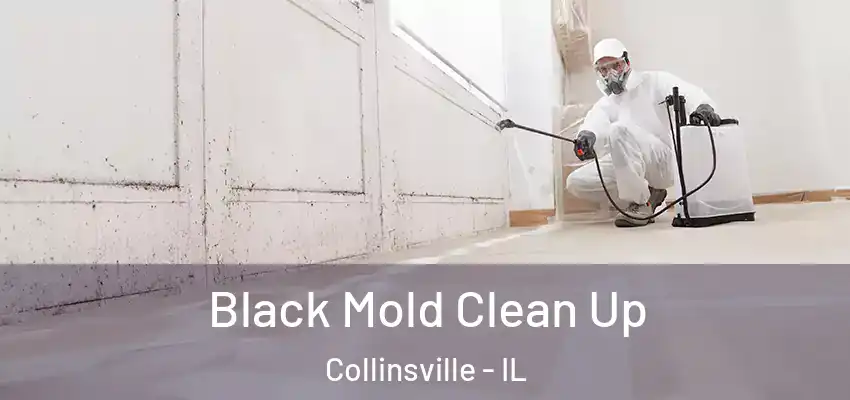  Black Mold Clean Up Collinsville - IL