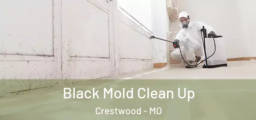  Black Mold Clean Up Crestwood - MO