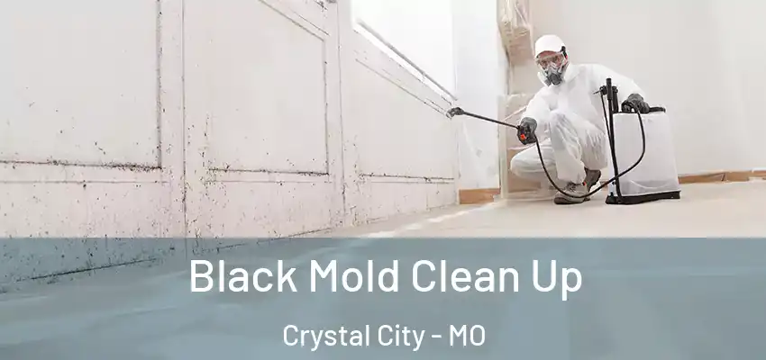  Black Mold Clean Up Crystal City - MO