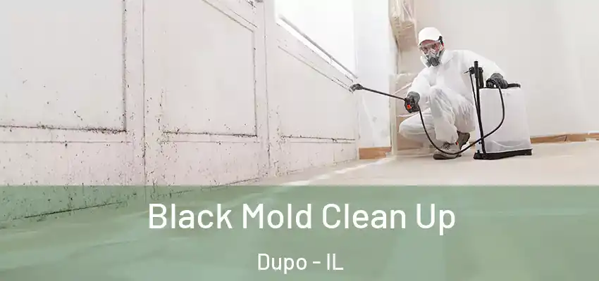  Black Mold Clean Up Dupo - IL