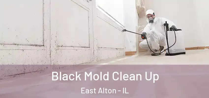  Black Mold Clean Up East Alton - IL