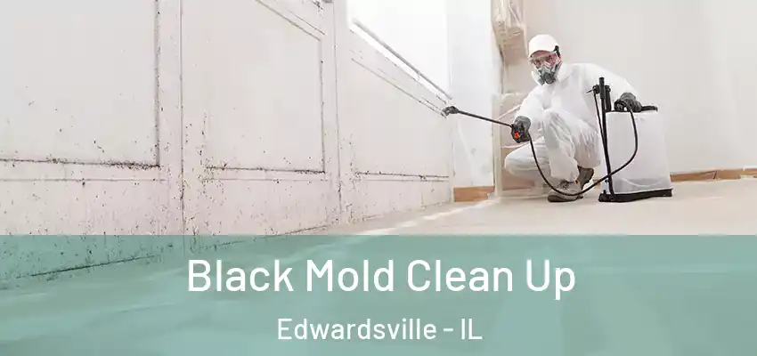  Black Mold Clean Up Edwardsville - IL