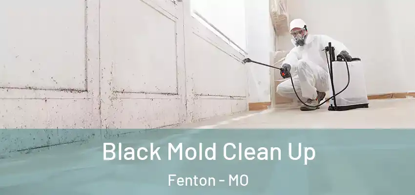  Black Mold Clean Up Fenton - MO