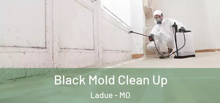  Black Mold Clean Up Ladue - MO