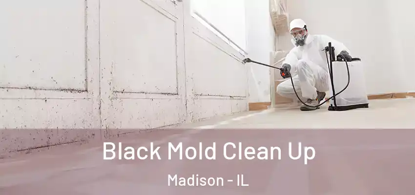  Black Mold Clean Up Madison - IL
