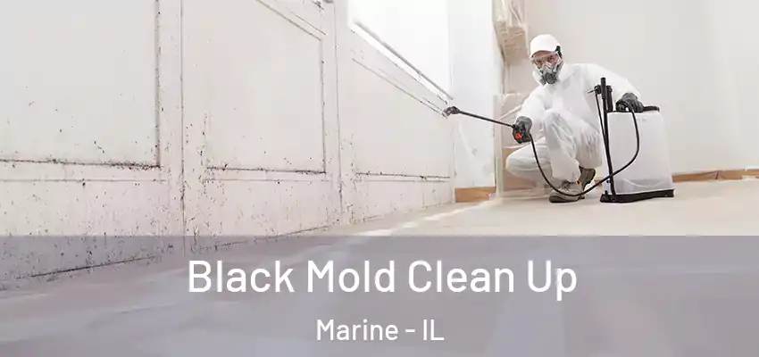  Black Mold Clean Up Marine - IL