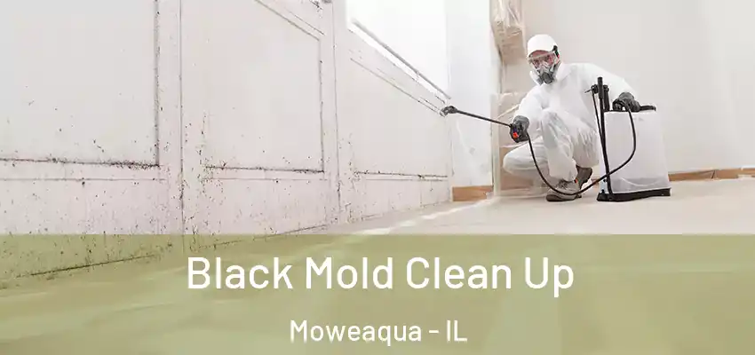  Black Mold Clean Up Moweaqua - IL