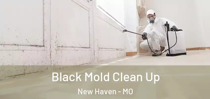  Black Mold Clean Up New Haven - MO