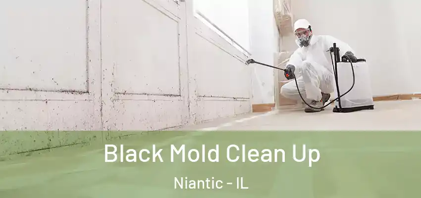  Black Mold Clean Up Niantic - IL
