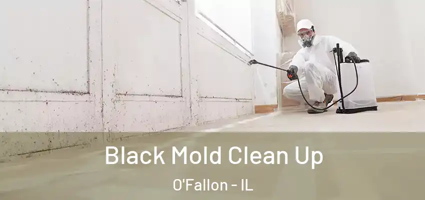  Black Mold Clean Up O'Fallon - IL