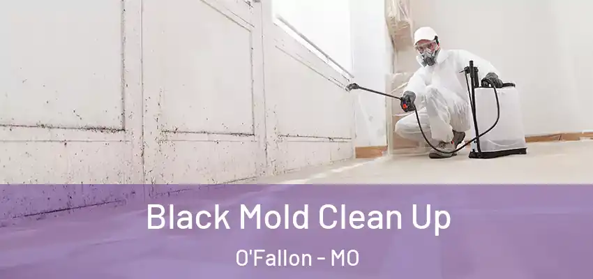  Black Mold Clean Up O'Fallon - MO