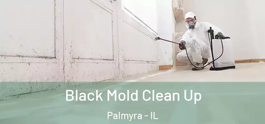  Black Mold Clean Up Palmyra - IL