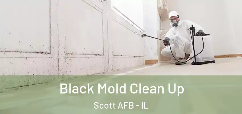  Black Mold Clean Up Scott AFB - IL