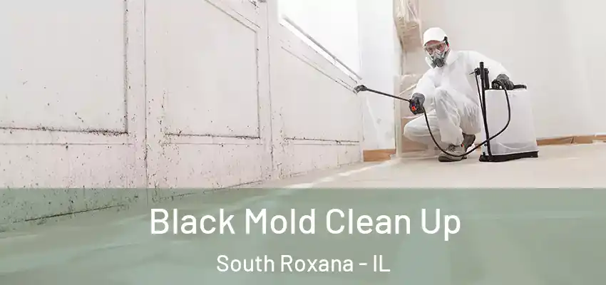  Black Mold Clean Up South Roxana - IL