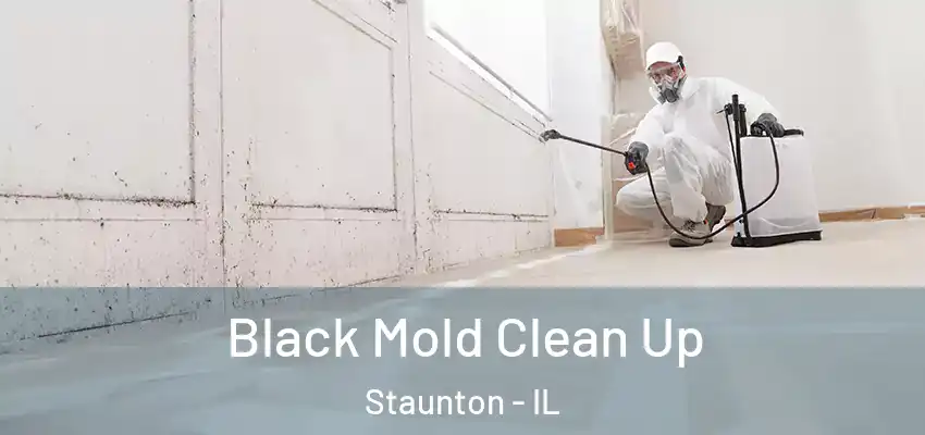  Black Mold Clean Up Staunton - IL