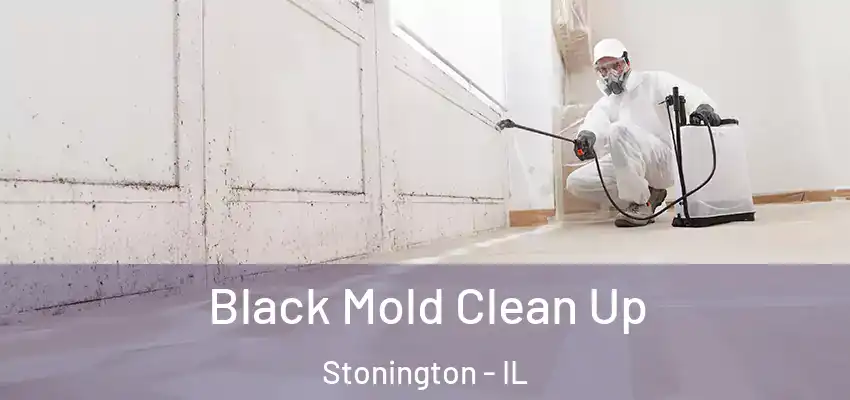  Black Mold Clean Up Stonington - IL