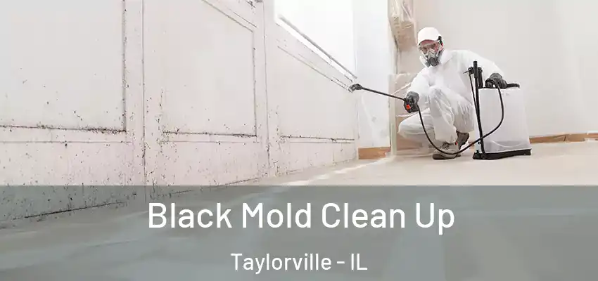  Black Mold Clean Up Taylorville - IL