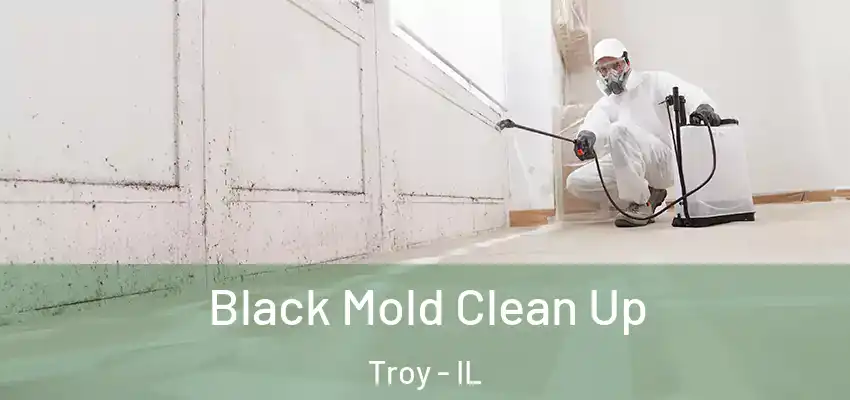 Black Mold Clean Up Troy - IL