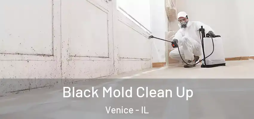  Black Mold Clean Up Venice - IL