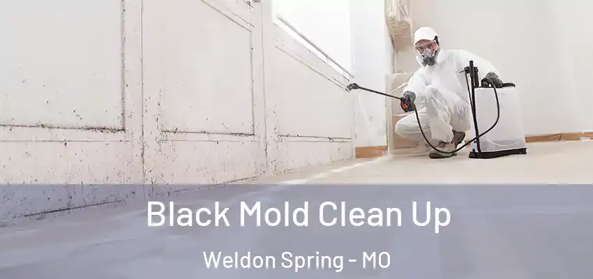  Black Mold Clean Up Weldon Spring - MO