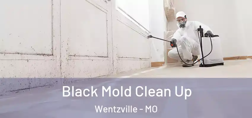  Black Mold Clean Up Wentzville - MO