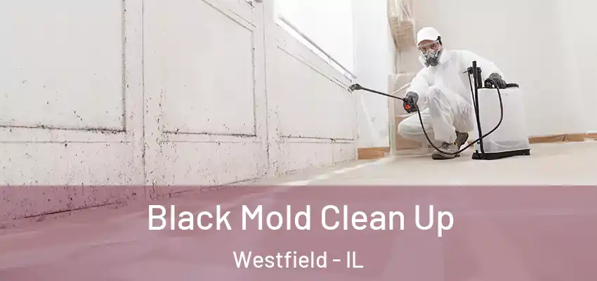  Black Mold Clean Up Westfield - IL