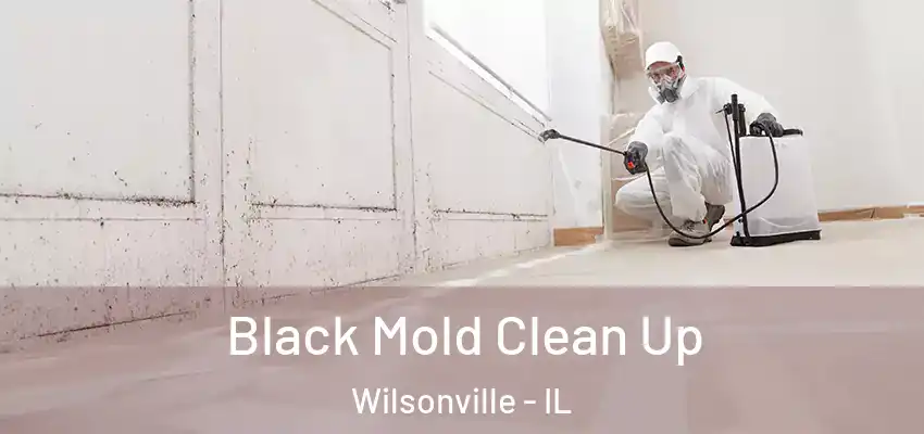  Black Mold Clean Up Wilsonville - IL