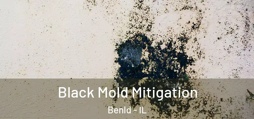  Black Mold Mitigation Benld - IL