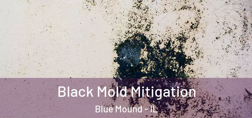  Black Mold Mitigation Blue Mound - IL
