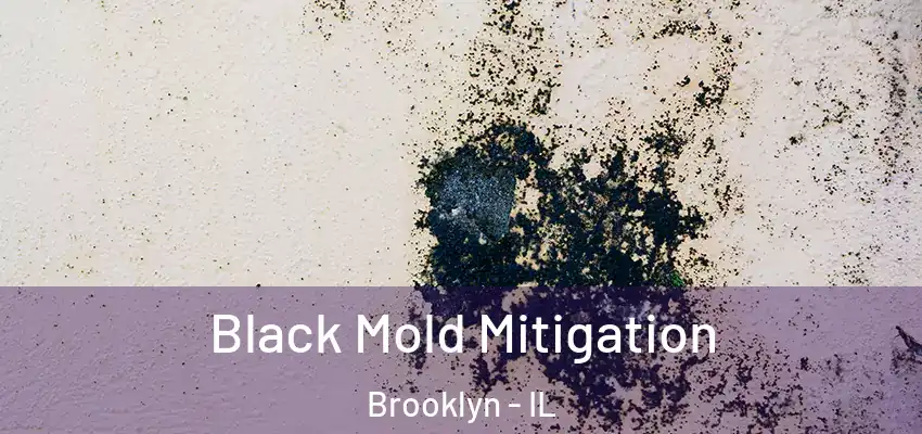  Black Mold Mitigation Brooklyn - IL