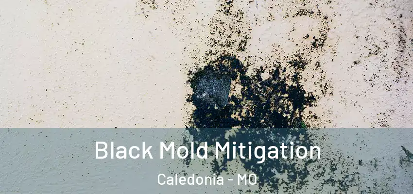  Black Mold Mitigation Caledonia - MO