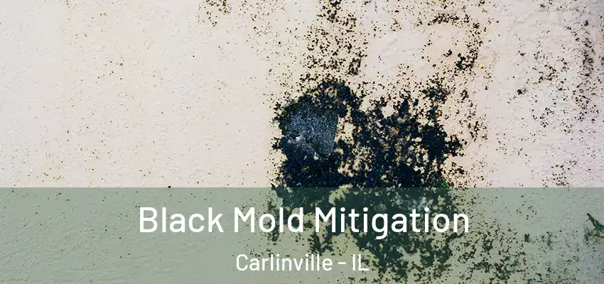  Black Mold Mitigation Carlinville - IL