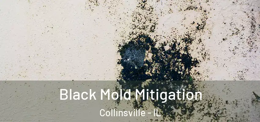  Black Mold Mitigation Collinsville - IL