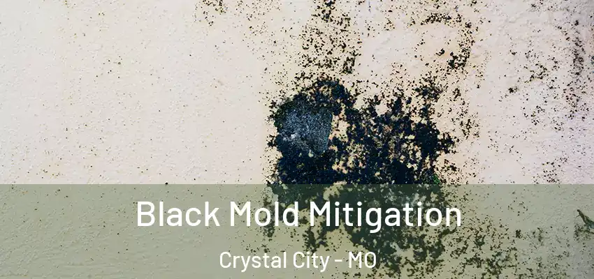  Black Mold Mitigation Crystal City - MO