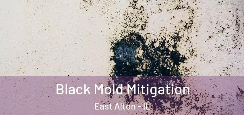  Black Mold Mitigation East Alton - IL
