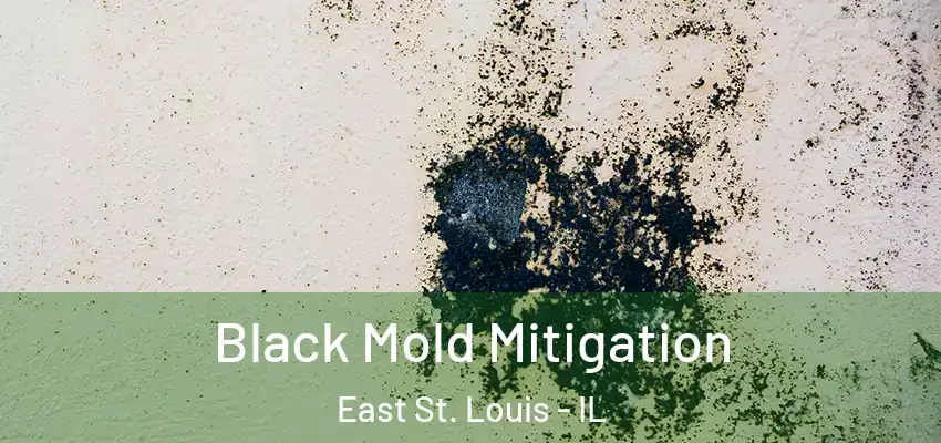  Black Mold Mitigation East St. Louis - IL