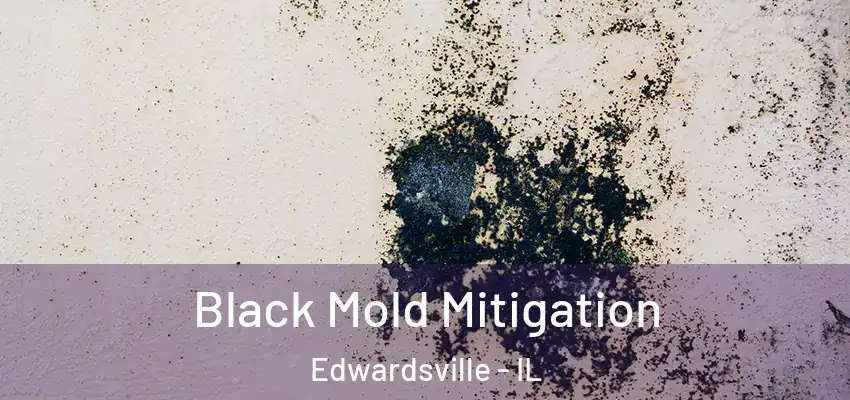  Black Mold Mitigation Edwardsville - IL