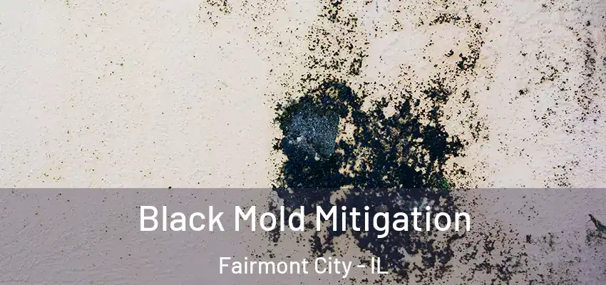  Black Mold Mitigation Fairmont City - IL