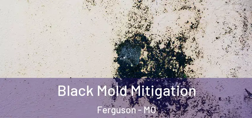  Black Mold Mitigation Ferguson - MO