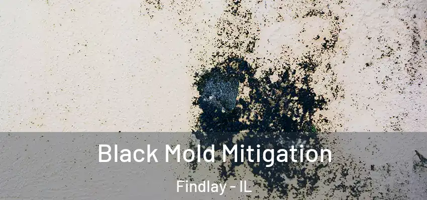  Black Mold Mitigation Findlay - IL