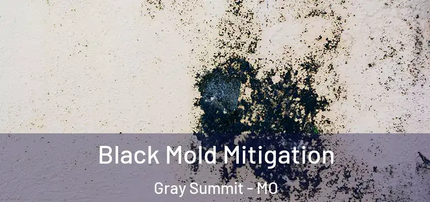 Black Mold Mitigation Gray Summit - MO