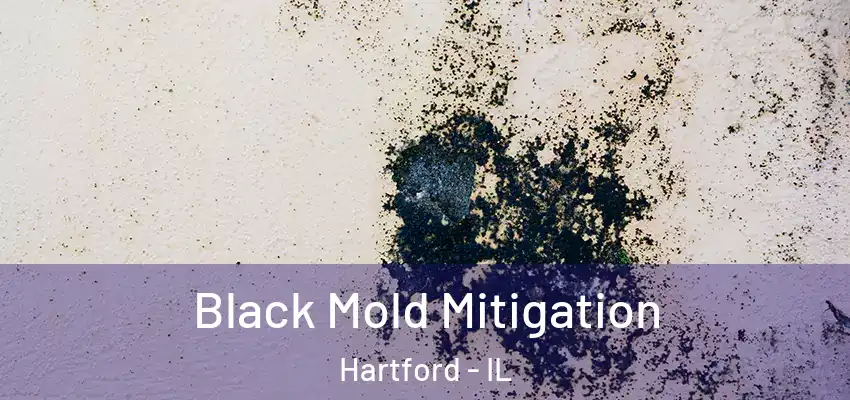  Black Mold Mitigation Hartford - IL