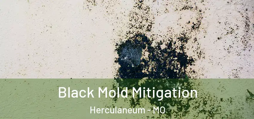 Black Mold Mitigation Herculaneum - MO